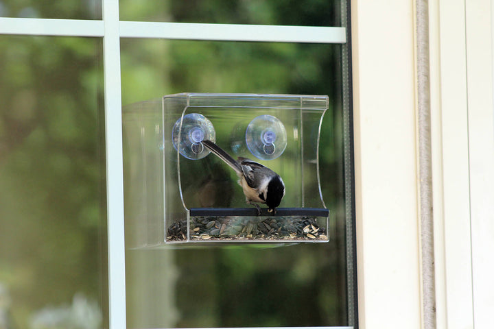 A bird is eating seeds from a feeder that is suction cupped to a window.