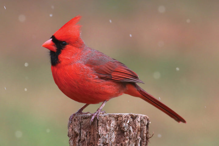 Cardinal is on a tree stump.