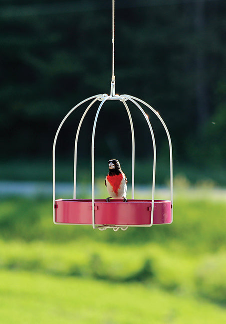 Framed Platform Feeder - Fuchsia (10079)