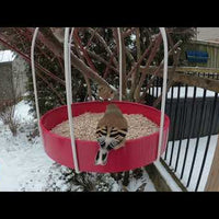 Framed Platform Feeder - Fuchsia (10079)