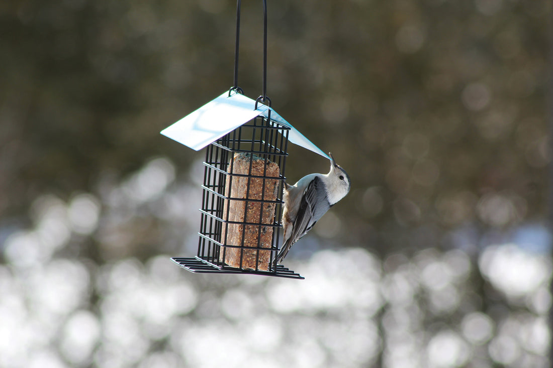 The feeder is hanging outdoors while a bird is holding onto the cage to eat the suet cake.