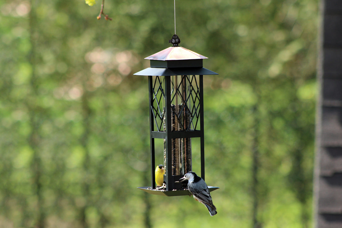 Feeder is hanging on a tree outside; it is almost halfway filled with seeds, 2 birds are enjoying the seeds.