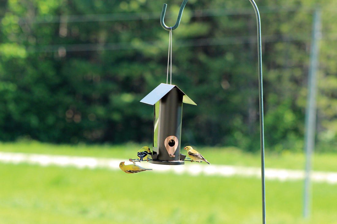 Feeder is hanging on a pole system outdoors while 3 gold finches are attached to the feeder and eat the seeds from it.