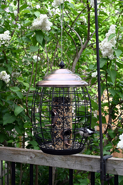 Feeder is hanging outdoors on a pole system while a bird is sitting on the feeder.