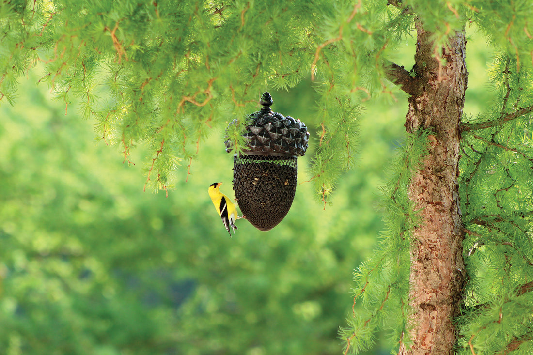 Feeder is hanging on a tree, filled with seed while a gold finch is hanging on to the mesh to eat.