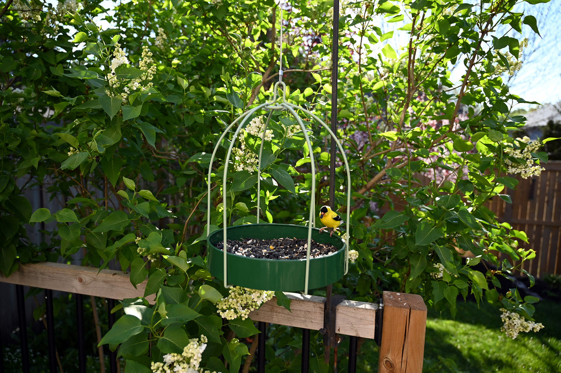 Feeder is hanging outdoors while a gold finch enjoys the seeds.