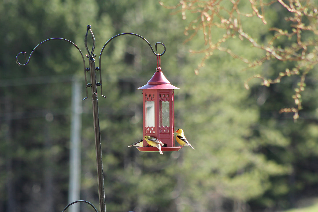 The feeder is hanging outdoors while 3 gold finches are enjoying its seeds.