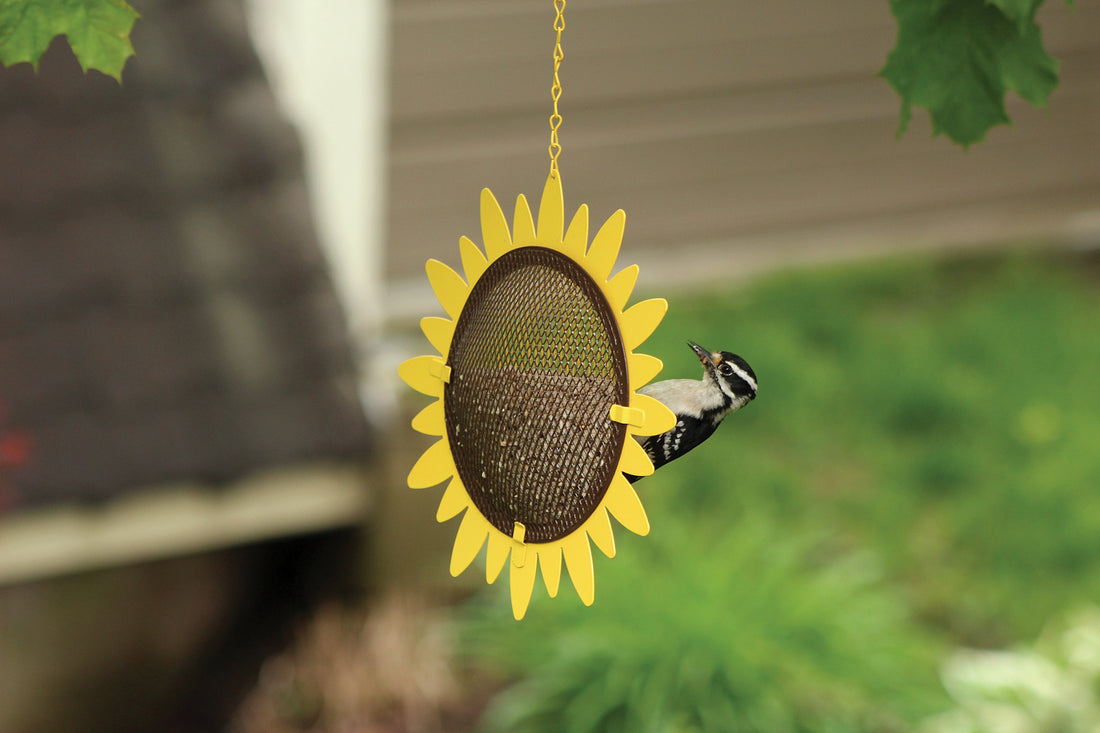 Sunflower feeder is hanging from a tree outdoors while a woodpecker is enjoying its seeds.