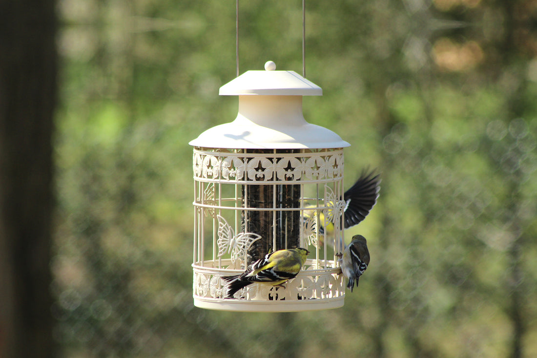 Hanging outdoors the feeder has birds enjoying the seeds from inside.