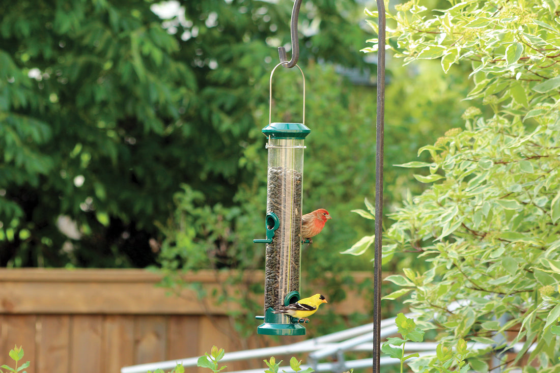 Feeder hanging from pole outdoors, feeder is filled with seed while 2 birds sit on perches for feeding.