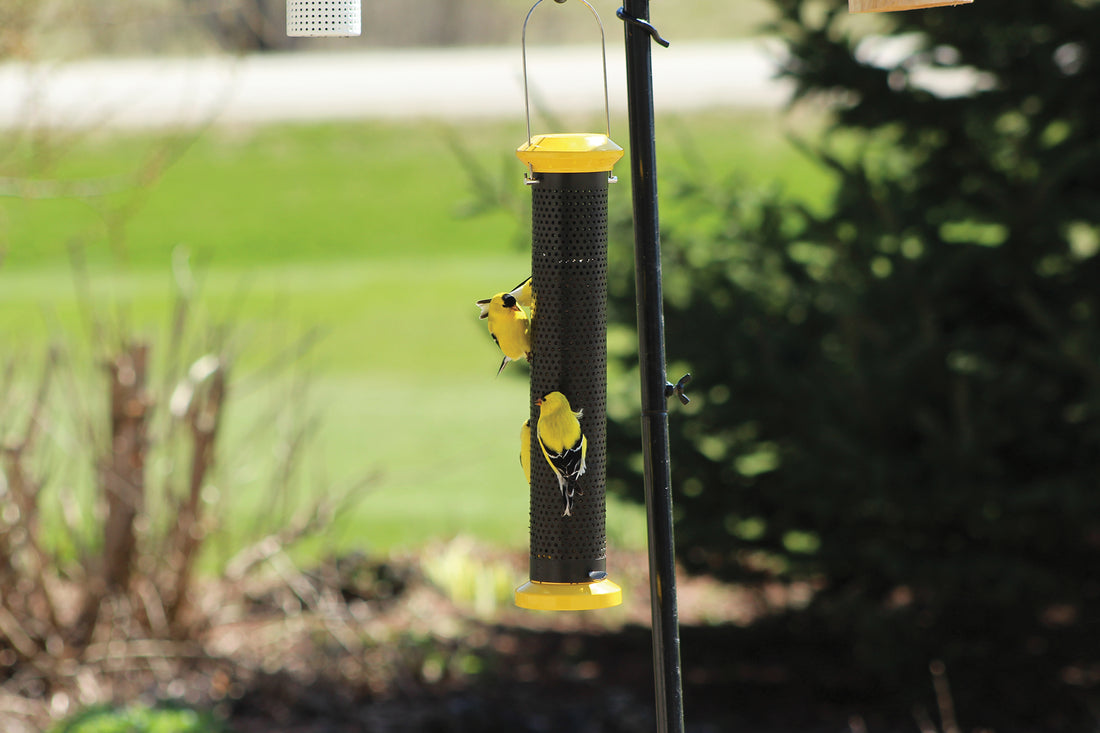 Feeder is hanging on a black pole outside, there are 4 gold finches feeding from the feeder at once.