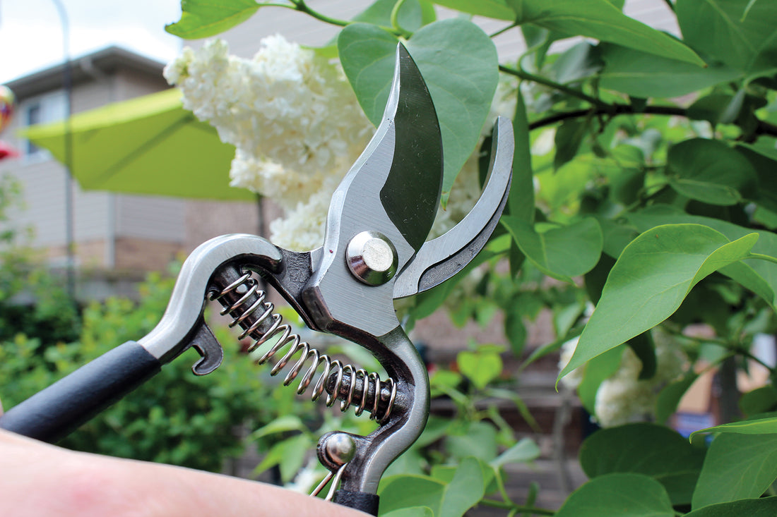 Pruner is in a garden about to cut a leaf.
