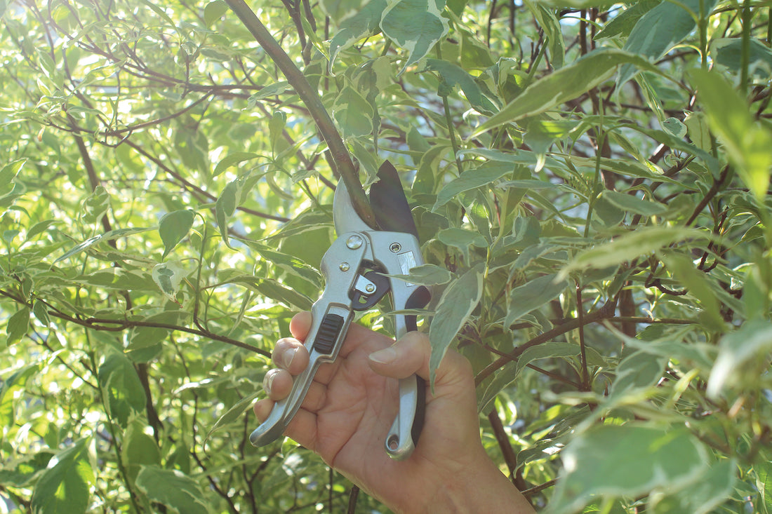 The ratchet pruner is cutting a branch.