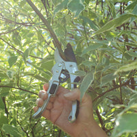 The ratchet pruner is cutting a branch.