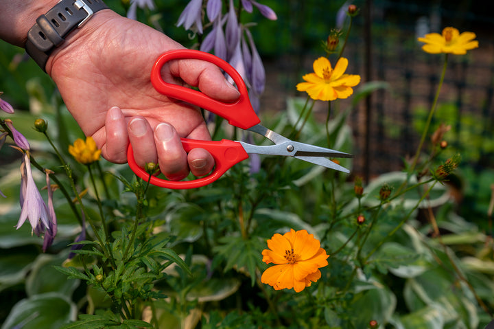 Red handles, the scissors are in the garden near some yellow flowers. 
