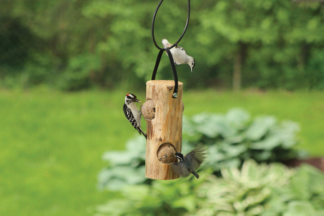 Outdoors the feeder is occupied by 2 woodpeckers and a hummingbird.
