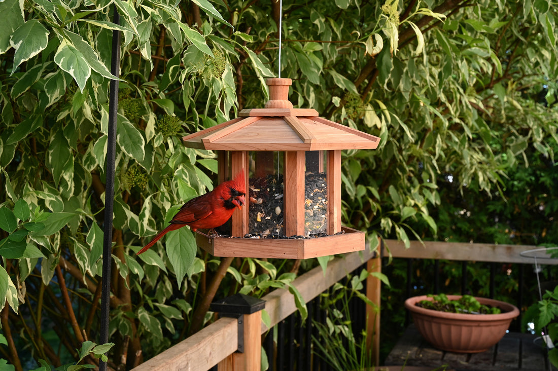 Feeder is hanging outdoors filled with seeds while a cardinal is enjoying the seeds.
