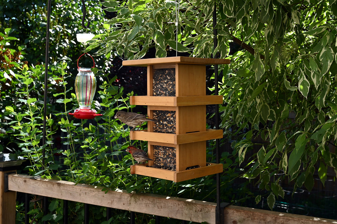 The feeder is outdoors hanging while two birds eat from the seeds it provides.