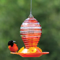Oriole feeder is hanging outdoors with an oriole sitting on the base.