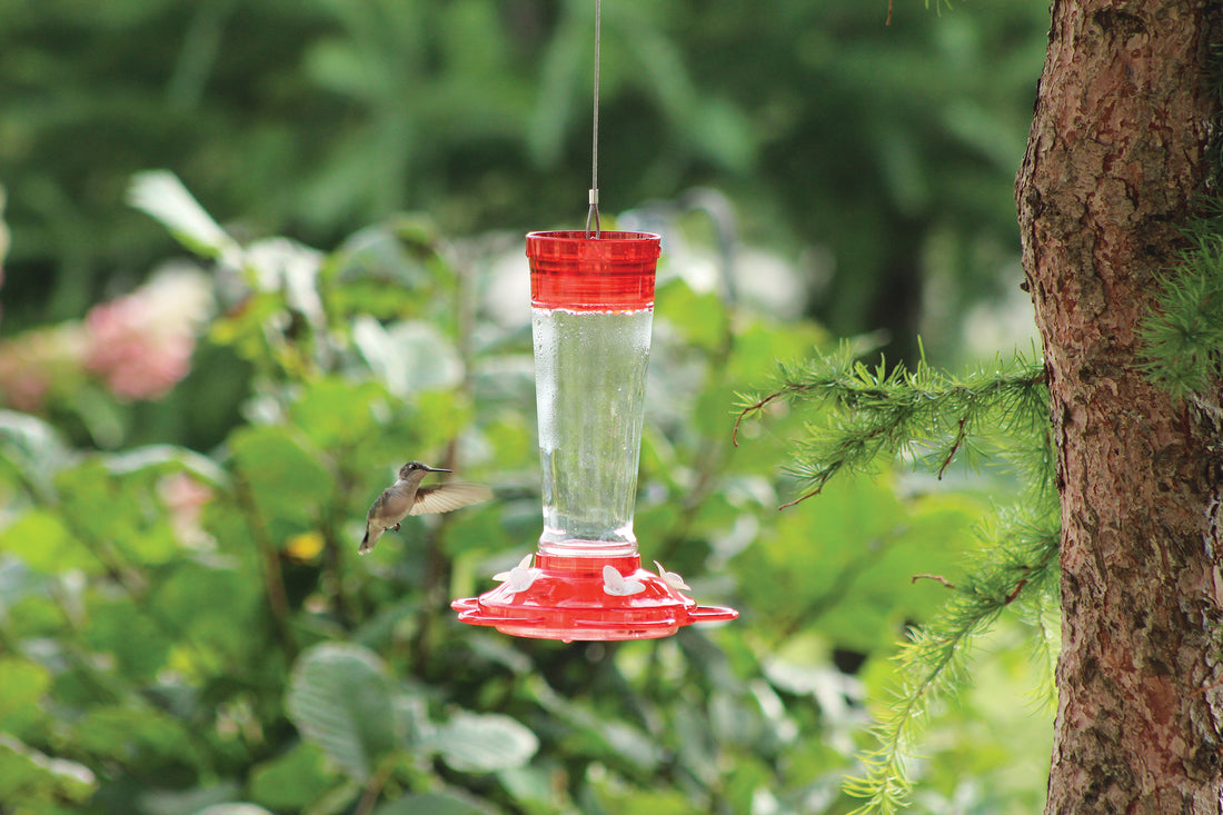 10 oz Glass Hummingbird Feeder (88163)