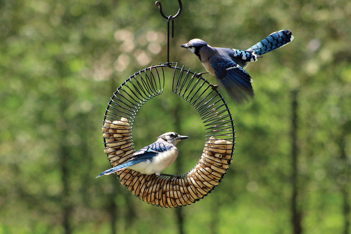 Wreath peanut feeder is filled with shelled peanuts, it is hanging outdoors while 2 blue jays are on the feeder.