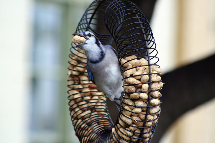 Blue jay is holding a peanut in it's mouth while sitting on the wreath peanut feeder.
