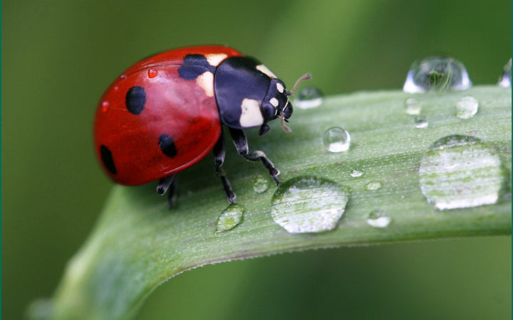 A ladybug is on a leaf.