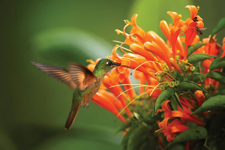 Hummingbird is enjoying nectar from a flower.