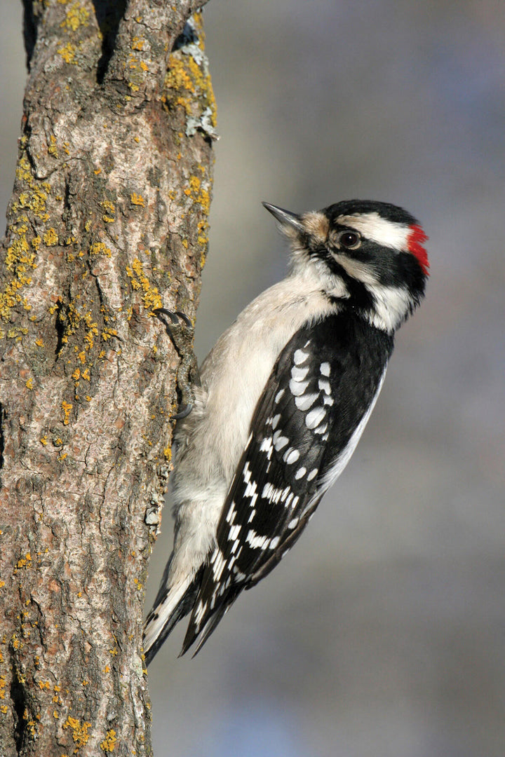 Woodpecker is on a tree.