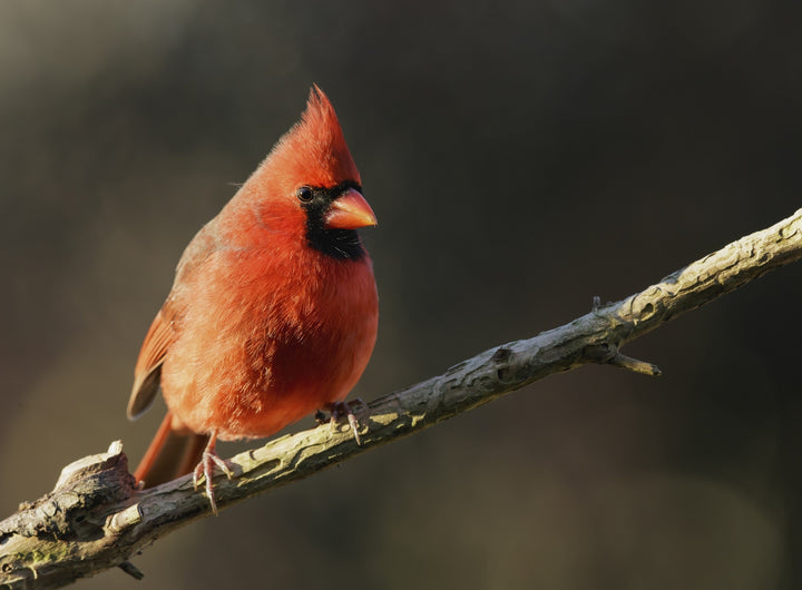 Cardinal is sitting on a branch.