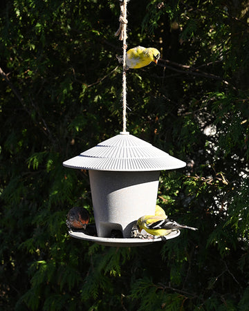 Eco "Forage" Bird Feeder (11301)