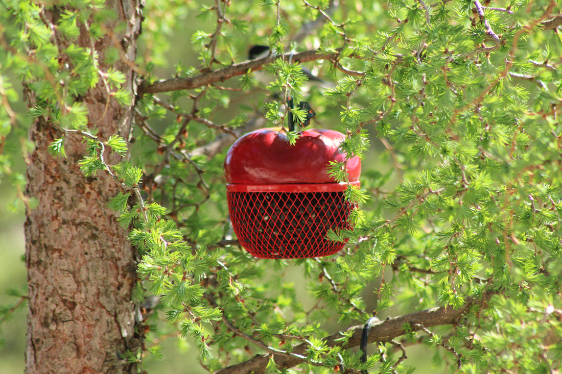 Apple feeder is hanging on a tree outdoors. 