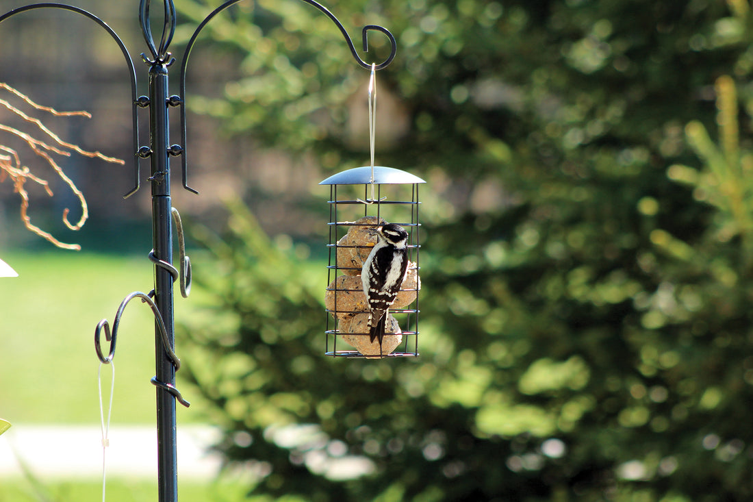 Feeder is hanging outdoors on a poll system. Multiple suet balls are inside the feeder while a woodpecker is eating from it.
