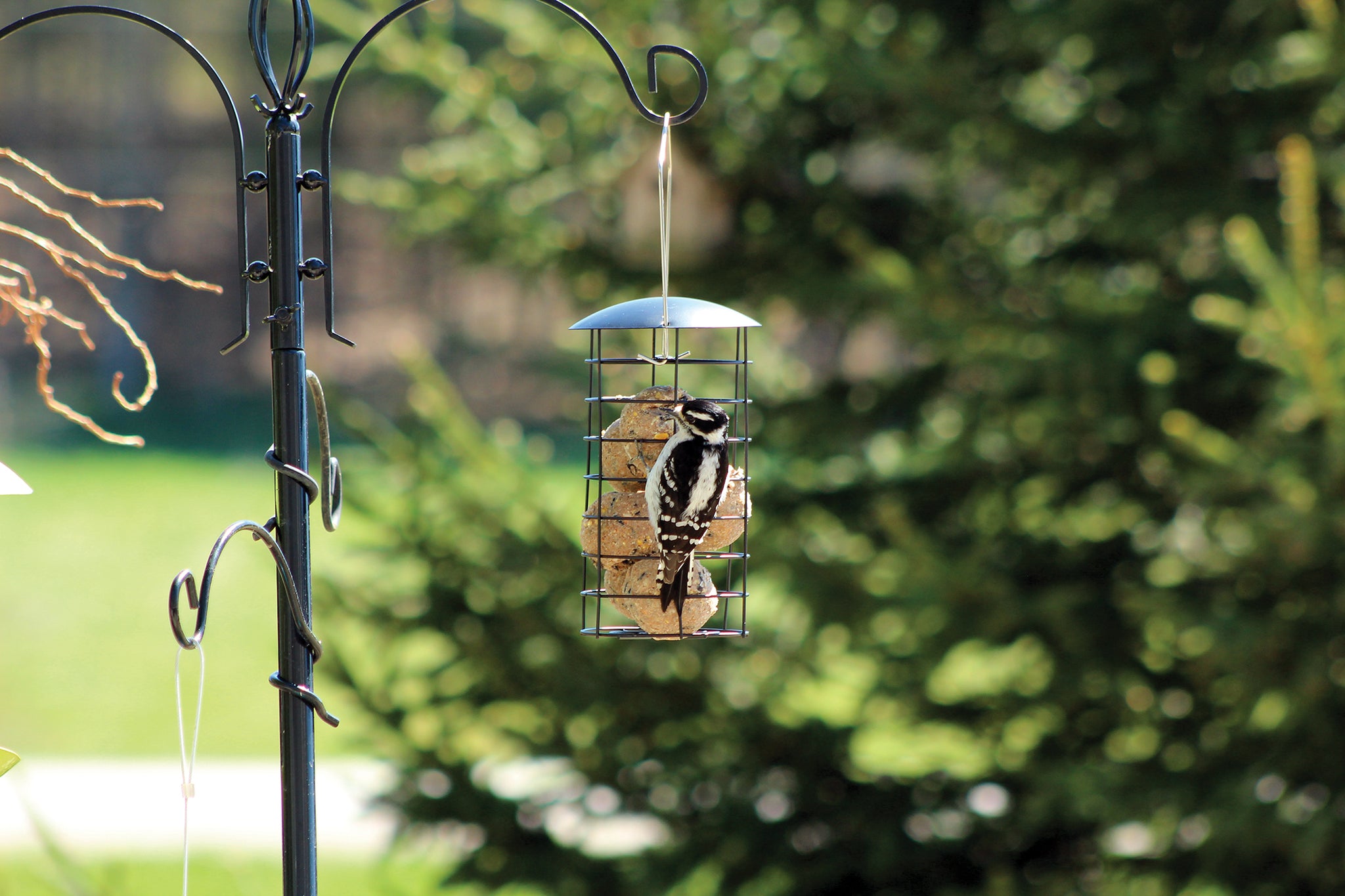 Large Suet Ball Feeder (10389) Pinebush Home & Garden