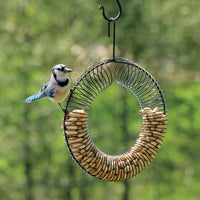 Wreath feeder is hanging outdoors while a blue jay is holding onto the feeder.