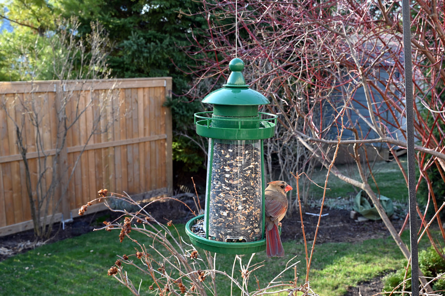 Feeder is hanging outdoors while a cardinal is sitting on the feeder.
