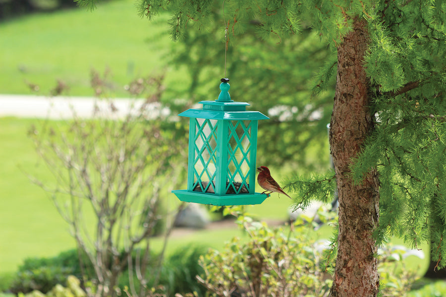 Turquoise lantern feeder is hanging on a tree outside while a bird is eating one of the feeder's seeds. 