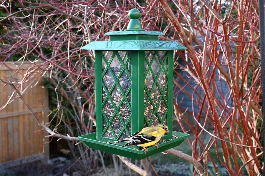 Feeder is outdoors hanging; a goldfinch is on the feeder eating some of its seeds.