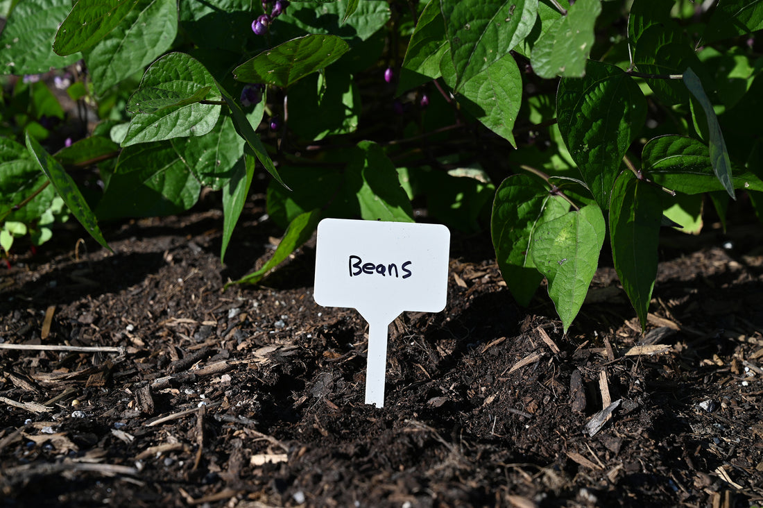 White label sticking in the soil that says beans, this indicates that in that spot in the soil there are beans growing there.