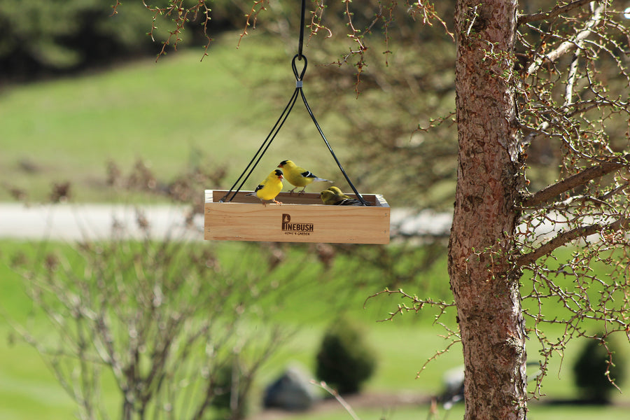 Feeder is hanging outdoors while 4 gold finches are on and inside the tray enjoying the seeds.