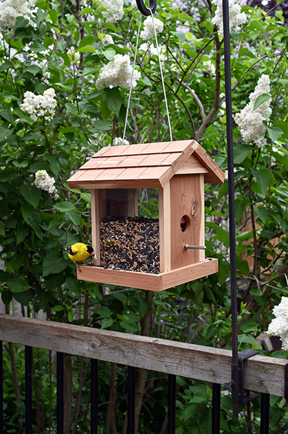 Wooden house shaped feeder, clear windows in the middle to see the seeds, a goldfinch is eating from the seeds.