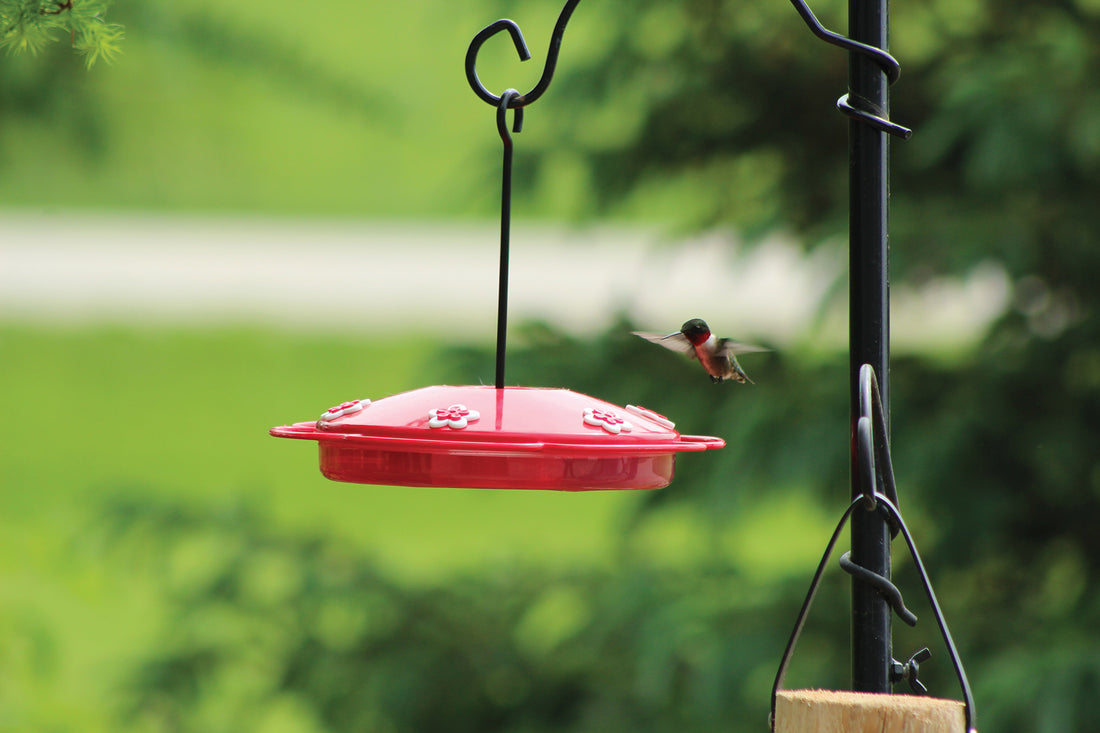 Tray is hanging from a pole system outside while a hummingbird is flying towards the nectar.