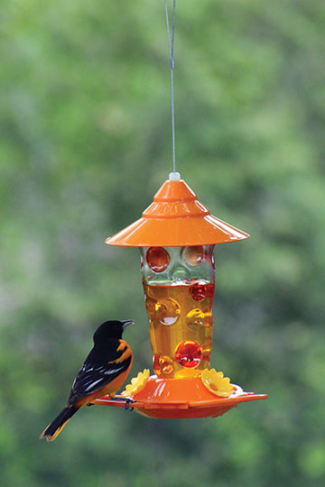 Feeder is filled with nectar, an oriole is perched on the side of it and enjoying it's nectar.