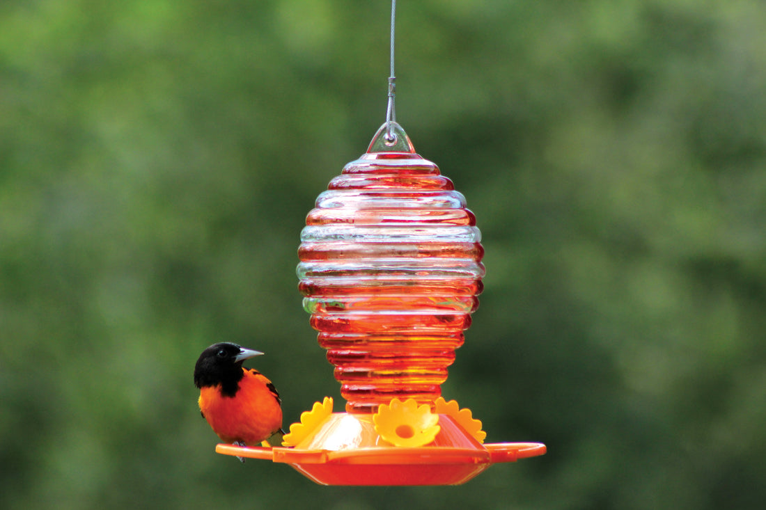 Oriole feeder is hanging outdoors with an oriole sitting on the base.