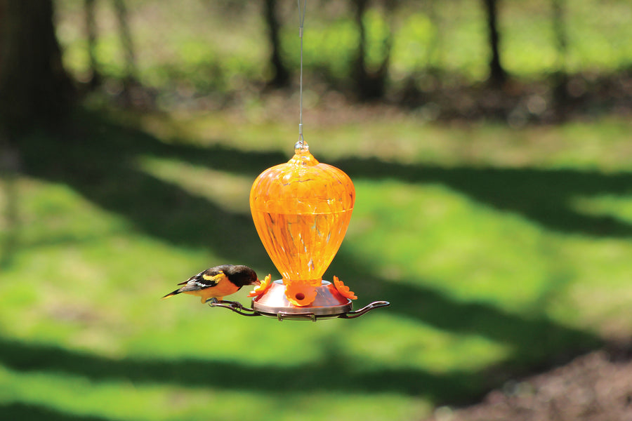 Oriole feeder hanging outdoors while an oriole is feeding from a flower feeding hole.