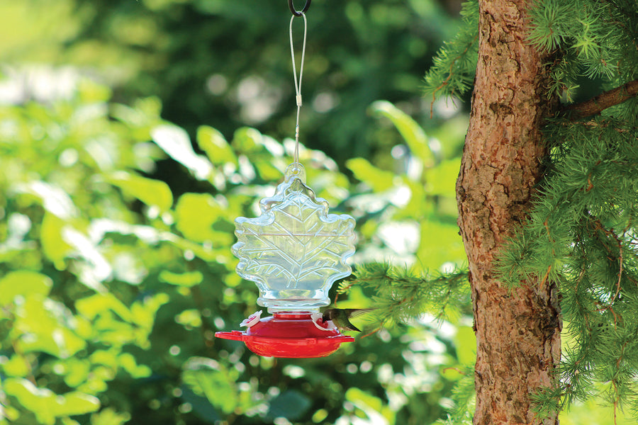Feeder is hanging on a tree outdoors while a hummingbird is sipping the feeder's nectar.