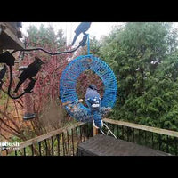 Wreath Peanut Feeder - Blue Jay Blue (10770)